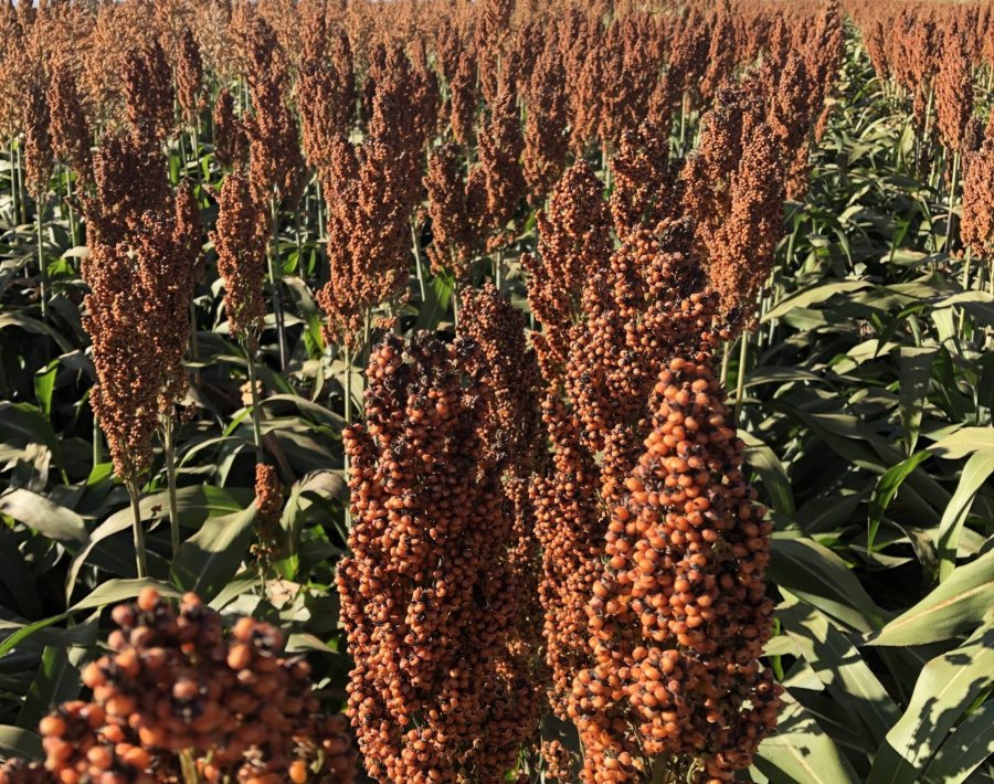 Sorgo AA221 2