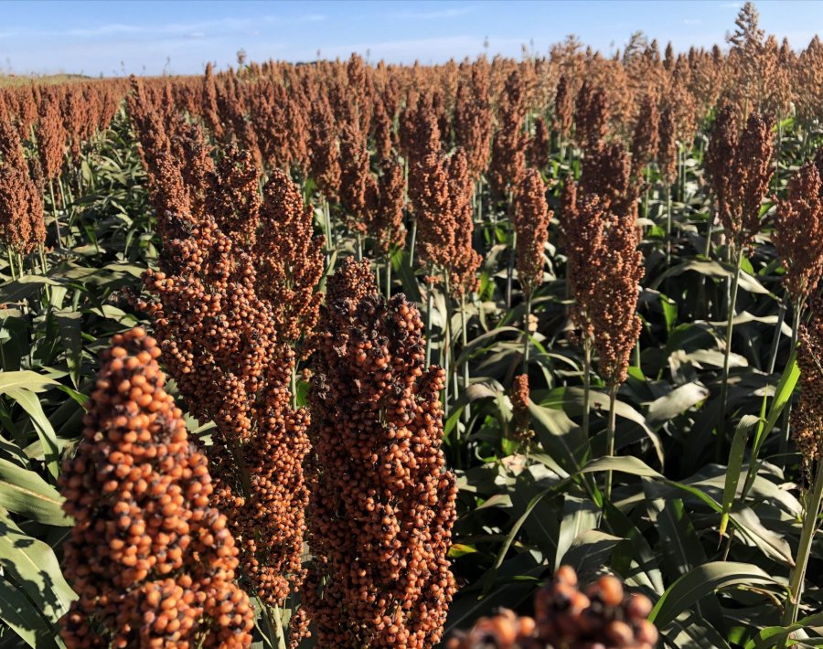 Sorgo AA221